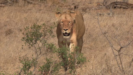 Wide-shot-zooms-into-a-lioness-on-the-move-through-the-dry-grass-of-Africa