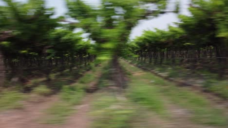 Fast-side-tracking-shot-of-multiple-rows-of-grape-plants-at-vineyard