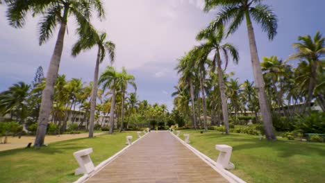 walk-between-palm-trees
