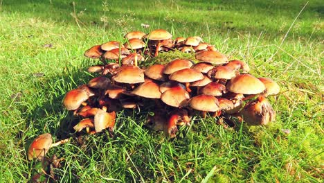 A-clump-of-Honey-fungus-growing-in-the-sunshine-in-Bellever-forest-in-Dartmoor-National-Park-in-the-English-county-of-Devon