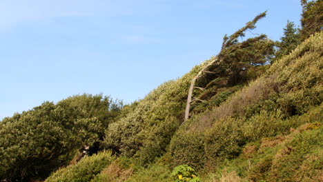 Mittlere-Aufnahme-Der-Vegetation-Und-Bäume,-Die-Schräg-Vom-Wind-Wachsen,-In-Bessy&#39;s-Cove,-Enys,-Cornwall