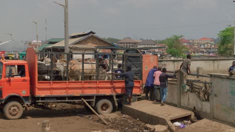 Metal-crate-placed-on-a-truck,-with-bulls-inside,-the-cattle-is-being-loaded-from-the-corrals