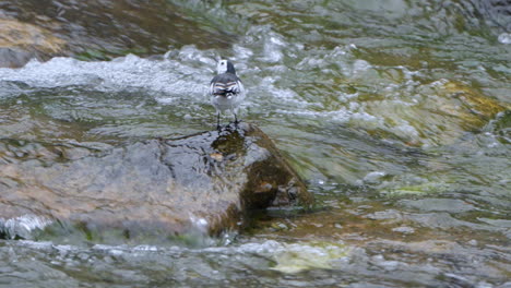 White-wagtail-bird-takes-wing-from-stream-rapids-rock