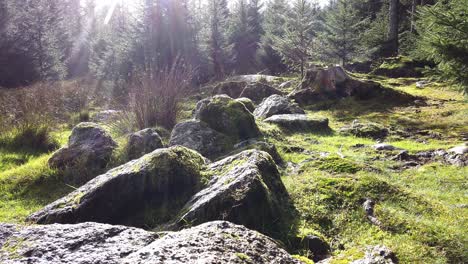 Large-rocks-and-boulders-lying-on-the-floor-of-Bellever-forest-in-Dartmoor-national-park-in-Devon,-England