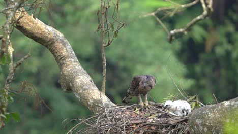 Un-águila-Halcón-De-Java-Observa-Cómo-Su-Polluelo-Come-Carne