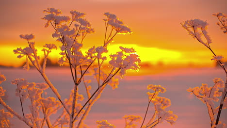 Eine-Gefrorene-Pflanze-In-Einer-Winterlandschaft-Mit-Einem-Orangefarbenen-Sonnenuntergang-Im-Hintergrund