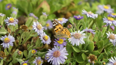 Distelfalter-Schmetterling-Ernährt-Sich-Von-Rosa-Asterblüten