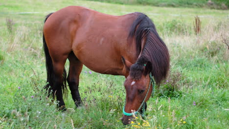 Solitary-Grazing:-A-Lone-Brown-Horse-Feeding-in-a-Verdant-Pasture,-Surrounded-by-Summer-Wildflowers