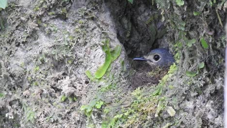 a-beautiful-worm-flycatcher-nested-in-a-cliff-hole
