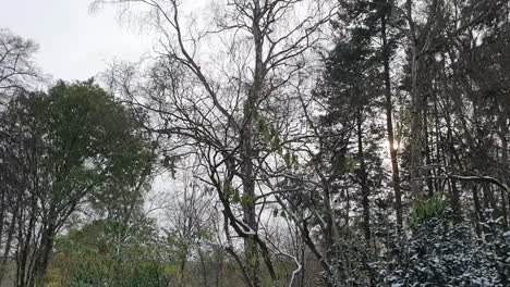 Schwenk-Nach-Rechts-Auf-Schneebedeckte-Bäume-Berlin-Im-Winter-In-Einem-Park-Hasenheinde-HD-30-Fps-6-Sek