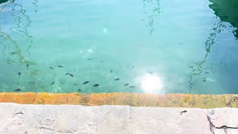 Transparent-sea-water-with-visible-fish-near-shore