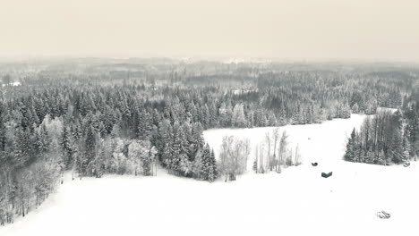 Panoramic-aerial-footage-of-a-winter-landscape-with-snow-covered-pine-trees-and-meadows