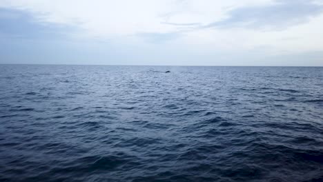 Take-Humpback-whales-in-the-Sea-of-Cortes-in-los-cabos