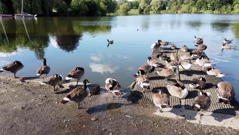A-flock-of-Canada-Geese-are-resting,-preening,-and-wading-by-the-side-of-the-lake-at-Mote-Park-at-Maidstone,-Kent-in-United-Kingdom