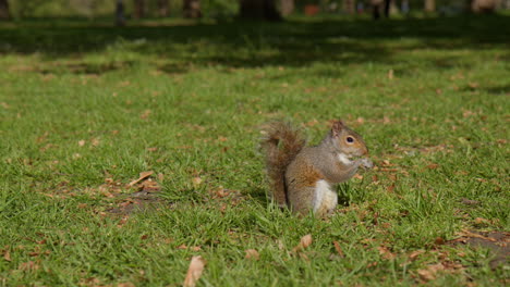 Side-View-Of-Squirrel-Eating-In-The-Green-Park-On-A-Sunny-Day-In-London,-UK