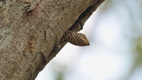 Winked-its-left-eye-while-looking-out-of-the-burrow-high-up-on-a-tree,-Clouded-Monitor-Lizard-Varanus-nebulosus,-Thailand