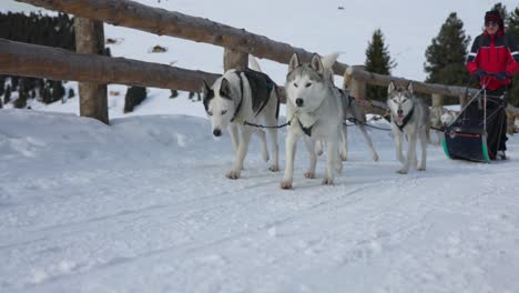 Huskys-pulling-musher-on-dog-sled-training-during-winter,-Italy