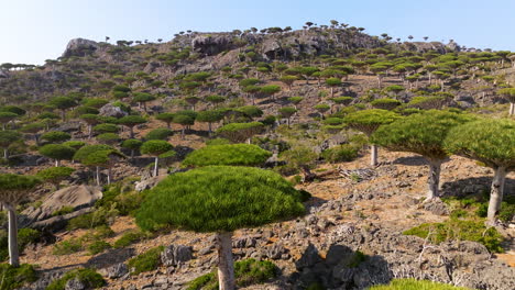 Forest-Of-Dragon-Blood-Trees-In-Firhmin,-Socotra,-Yemen---Aerial-Pullback