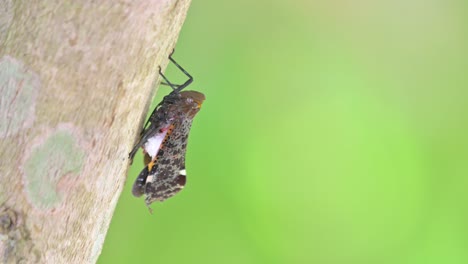 Resting-on-the-right-side-of-the-tree-during-the-morning-as-it-moves-subtly-its-body,-Penthicodes-variegate-Lantern-Bug,-Thailand