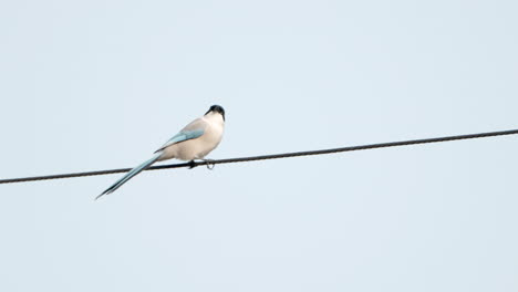 Azure-winged-magpie-perched-on-wire-flies-away,-camera-right