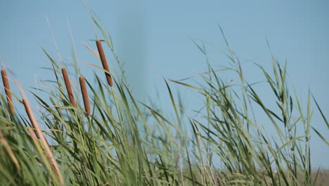 Reeds-Calmly-Swaying-In-The-Wind-In-Slow-Motion,-Medium-Shot