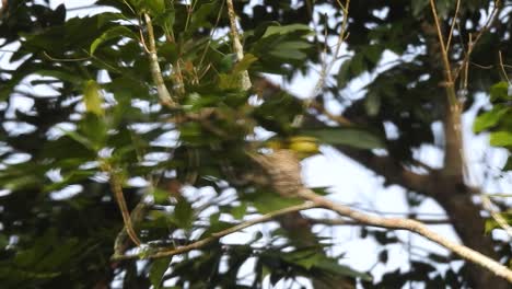 the-yellow-common-iora-bird-is-looking-at-its-young-nest