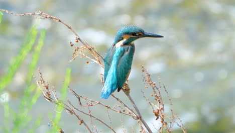Common-Kingfisher-perched-on-branch-above-stream,-high-angle-static-shot