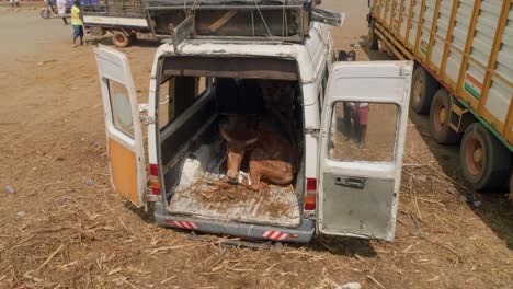 Los-Comerciantes-De-Ganado-Cargan-Sus-Animales-En-Sus-Vehículos-Para-Llevarlos-A-Casa-Una-Vez-Completada-La-Transacción.