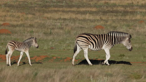 Zebra-Calf-Walking-Behind-Its-Mother-In-Slow-Motion,-Wide-Shot