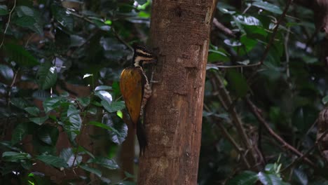 Pulling-some-grubs-out-from-the-burrow-then-brings-its-head-out-moving-its-beak-eating-them,-Common-Flameback-Dinopium-javanense-Female,-Thailand