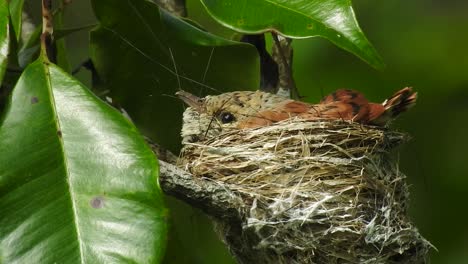 a-beautiful-sight-to-see-cute-baby-bird-in-the-nest