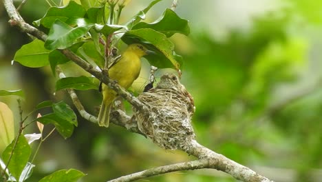 Un-Hermoso-Pájaro-Amarillo-Llamado-Iora-Común-Anidaba-En-Un-árbol
