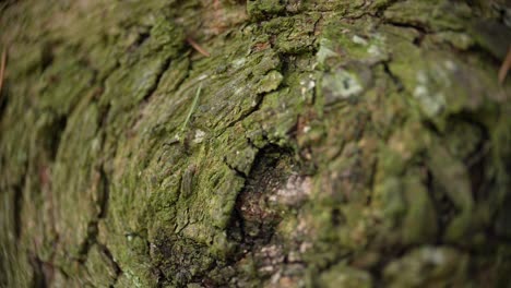 Verdant-Moss-on-Aged-Tree-Bark