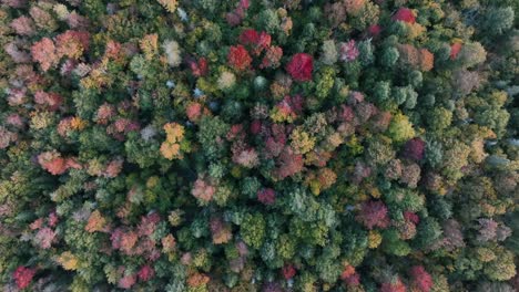 Bird's-Eye-View-Of-Deciduous-Trees-In-Autumnal-Forest