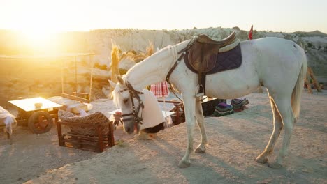 Jinete-Caballo-Blanco-Relajarse-Atardecer-Luz-Dorada-Paisaje