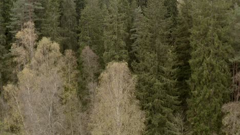 Luftvideobäume-Von-Oben-Nach-Unten,-Waldnaturpark