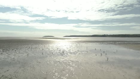 A-Substantial-Gathering-of-Untamed-Birds-at-Low-Tide-In-Pilmore-Strand,-East-Cork-County,-Ireland---Drone-Flying-Forward