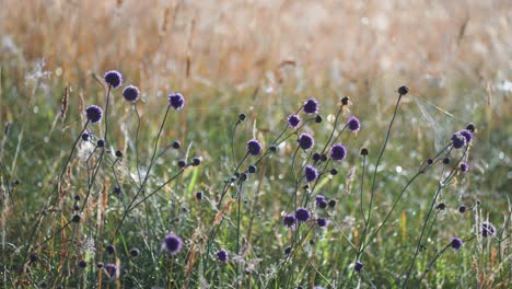 Beautiful-purple-flowers-tangled-in-cobwebs-on-the-lush-meadow