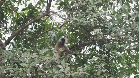 Monkey-ape-primate-sitting-on-branch-in-jungle-rainforest-trees,-exotic-landscape-nature