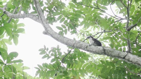 Mono-Araña-Primate-Simio-Trepando-En-Ramas-En-El-árbol-De-La-Selva-Tropical,-Naturaleza-De-Paisaje-Exótico