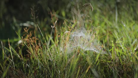 Dünne-Spinnweben-Mit-Morgentauperlen-Auf-Dem-Grünen-Gras