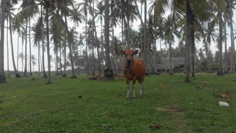 Side-panning-shot-of-Indonesian-cow-scared-and-running-away,-aerial