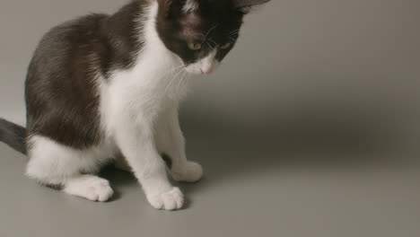 Slow-motion-medium-shot-of-tuxedo-kitten-sitting,-looking,-sniffing-and-walking-off