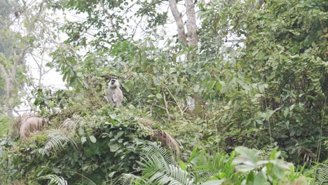Mono-Araña-Primate-Sentado-En-Una-Rama-En-Los-árboles-De-La-Selva-Tropical,-Naturaleza-De-Paisaje-Exótico