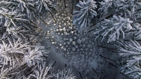 Drone-top-view-of-tree-branches-covered-with-snow-in-winter