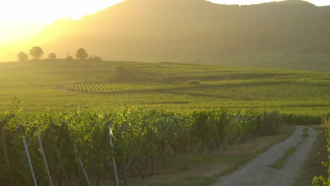 Idylic-Vineyards-in-Bergheim-Outskirts-During-Sunny-Evening
