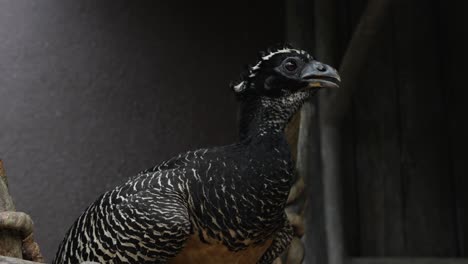 Large-Black-Turkey-Like-Bird-At-Zoo
