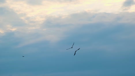 Schwarm-Silhouettierter-Adlervögel,-Die-Am-Himmel-Bei-Sonnenuntergang-Fliegen-Und-Sich-Gegenseitig-Jagen