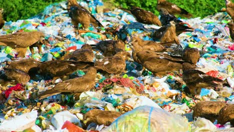Birds-and-eagles-in-landfill-pollution-and-trash-garbage-in-Dhaka,-Bangladesh