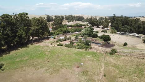 Aerial-drone-shot-over-farm-land-cows-grazing-beautiful-scenic-landscape